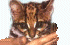 Click here for tours of Peru