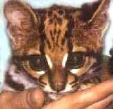 Jaguar Kitten
