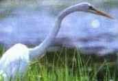Heron from nature tour