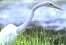 Click for our Bird Watchers tour